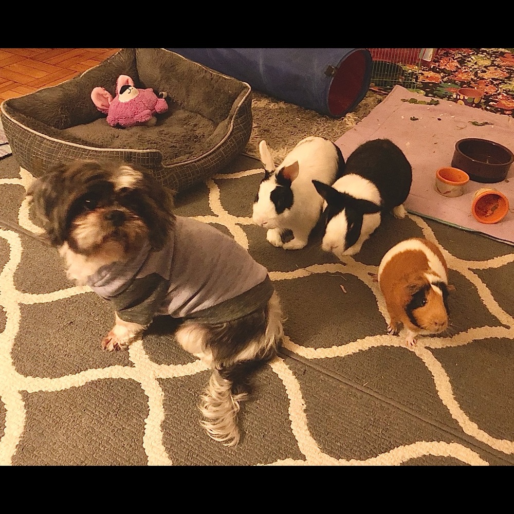 Home With Pets💜🐶🐰🐰